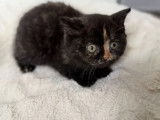 3 chatons femelles  British Shorthair LOOF à vendre