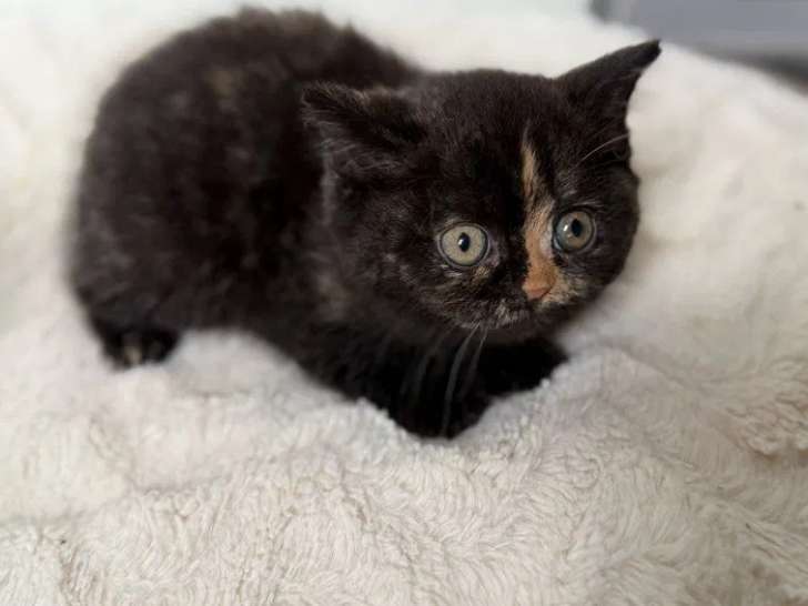 3 chatons femelles  British Shorthair LOOF à vendre
