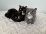 3 chatons femelles  British Shorthair LOOF à vendre
