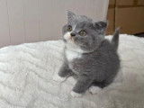3 chatons femelles  British Shorthair LOOF à vendre