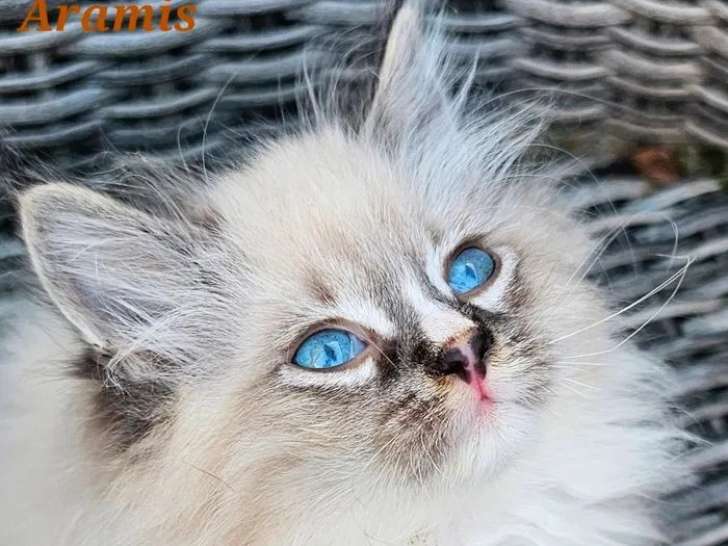 2 chatons mâles Sibériens LOOF à réserver