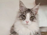 1 chaton mâle Maine Coon LOOF à vendre