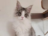 1 chaton mâle Maine Coon LOOF à vendre