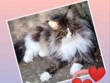 1 chaton mâle Maine Coon LOOF à vendre