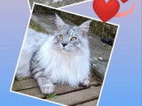 1 chaton mâle Maine Coon LOOF à vendre