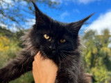 1 chaton femelle Maine Coon à vendre