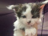 Vente de 6 chatons Maine Coons LOOF de septembre 2025