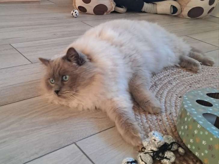 1 chat Ragdoll LOOF blue point à vendre, né en avril 2021