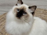 1 chatte Ragdoll LOOF chocolat point mitted à vendre, née en juin 2024