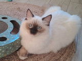 1 chatte Ragdoll LOOF chocolat point mitted à vendre, née en juin 2024