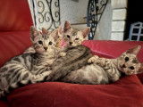 5 chatons Bengals LOOF à vendre, mâles et femelles black silver de juillet 2025