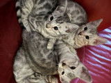 5 chatons Bengals LOOF à vendre, mâles et femelles black silver de juillet 2025