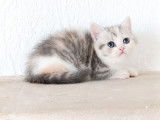 5 chatons British Shorthairs LOOF à réserver