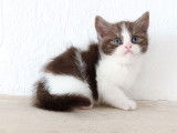 5 chatons British Shorthairs LOOF à réserver
