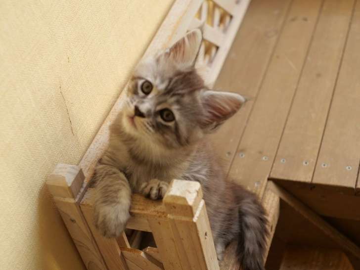 Vente d'un chaton femelle Maine Coon LOOF blue silver mackerel tabby née en juin 2025