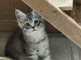 Vente d'un chaton femelle Maine Coon LOOF blue silver mackerel tabby née en juin 2025