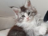 5 chatons Maine Coons LOOF à réserver