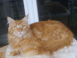 1 chat Maine Coon LOOF red blotched tabby à vendre, né en mai 2024