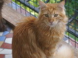 1 chat Maine Coon LOOF red blotched tabby à vendre, né en mai 2024