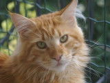 1 chat Maine Coon LOOF red blotched tabby à vendre, né en mai 2024