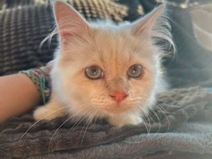 3 chatons Sacrés de Birmanie non LOOF à vendre