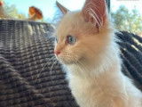 3 chatons Sacrés de Birmanie non LOOF à vendre