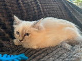 3 chatons Sacrés de Birmanie non LOOF à vendre