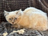 3 chatons Sacrés de Birmanie non LOOF à vendre