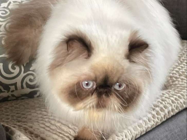 1 chat Persan CFA à vendre