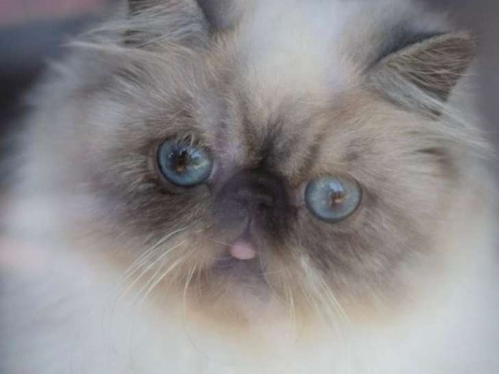 1 chatte Persanz LOOF à vendre, blanche née en 2024