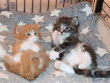 2 chatons Norvégiens LOOF mâles à réserver