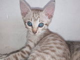 Vente de 2 chatons Savannah LOOF