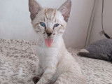 Vente de 2 chatons Savannah LOOF