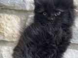 1 chaton Maine Coon LOOF femelle à vendre