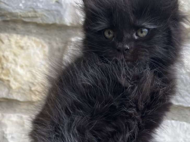 1 chaton Maine Coon LOOF femelle à vendre