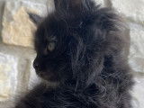 1 chaton Maine Coon LOOF femelle à vendre