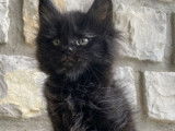 1 chaton Maine Coon LOOF femelle à vendre