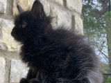 1 chaton Maine Coon LOOF femelle à vendre
