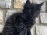 1 chaton Maine Coon LOOF femelle à vendre