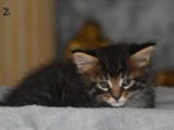 4 chatons Maine Coons à réserver