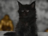 4 chatons Maine Coons à réserver