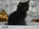 4 chatons Maine Coons à réserver
