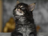 4 chatons Maine Coons à réserver