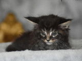 4 chatons Maine Coons à réserver