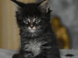4 chatons Maine Coons à réserver