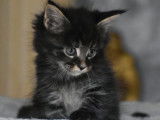 4 chatons Maine Coons à réserver