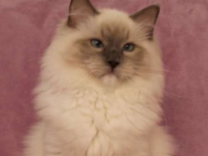 Mise en vente d'un chaton mâle Ragdoll LOOF blue mitted né en juin 2025