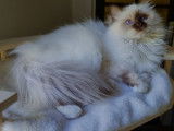 1 chatte Sacré de Birmanie LOOF chocolat point à vendre