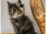 1 chaton Maine Coon LOOF femelle à réserver
