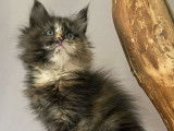 1 chaton Maine Coon LOOF femelle à réserver